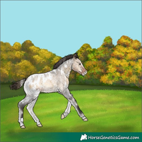 Horse Color:White Spotted Buckskin Roan Onyx Appaloosa 