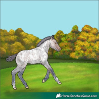 Horse Color:Watercolor Buckskin Roan Appaloosa 