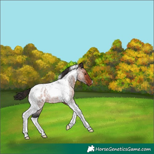 Horse Color:Bay Roan Tobiano Appaloosa 