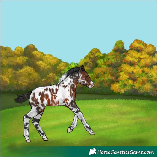 Horse Color:Brown Sabino Tobiano Appaloosa 