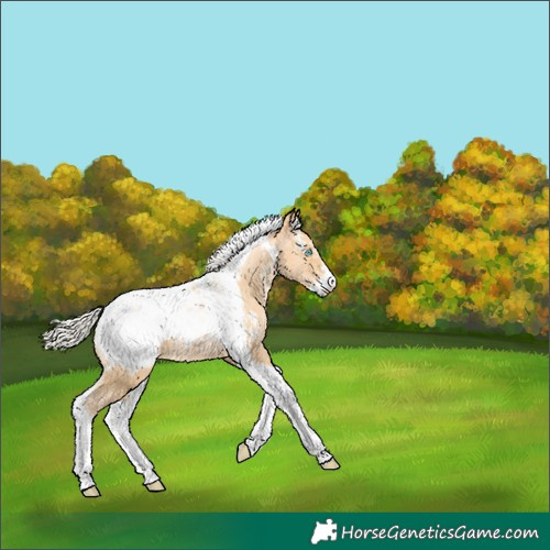 Horse Color:Silver Buckskin Pearl Sabino Tobiano Appaloosa 