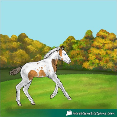 Horse Color:Buckskin Splash Tobiano Appaloosa 