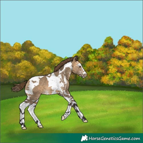 Horse Color:Buckskin Dun Sabino Tobiano Appaloosa 