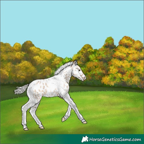 Horse Color:Silver Bay Dun Tobiano Appaloosa 