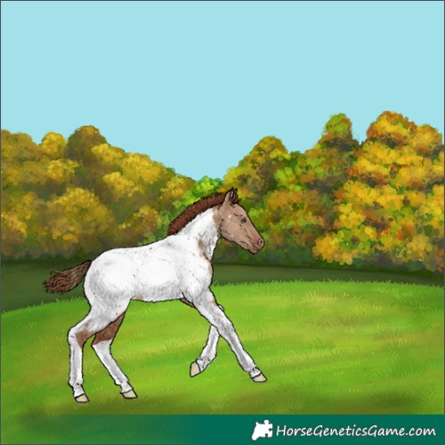 Horse Color:Red Dun Tobiano Appaloosa 