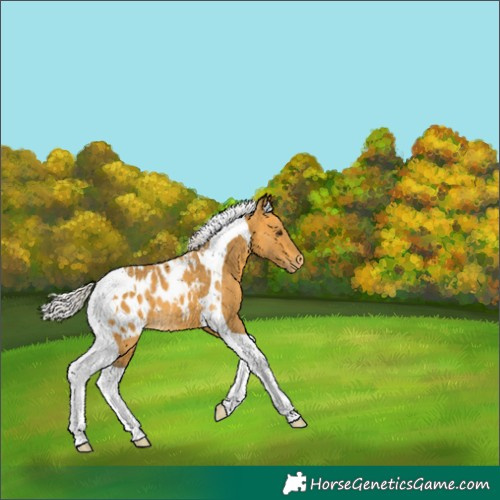 Horse Color:Silver Buckskin Tobiano Appaloosa 