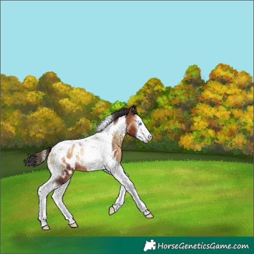Horse Color:Bay Onyx Splash Tobiano Appaloosa 