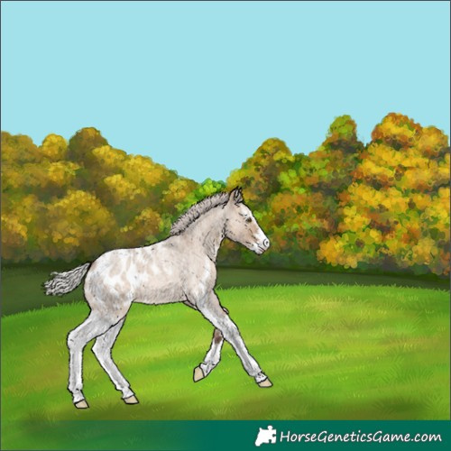 Horse Color:Silver Brown Roan Dun Sabino Appaloosa 