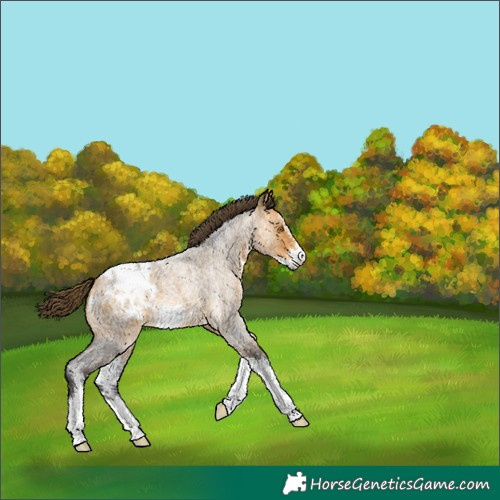 Horse Color:Buckskin Roan Sabino Appaloosa 