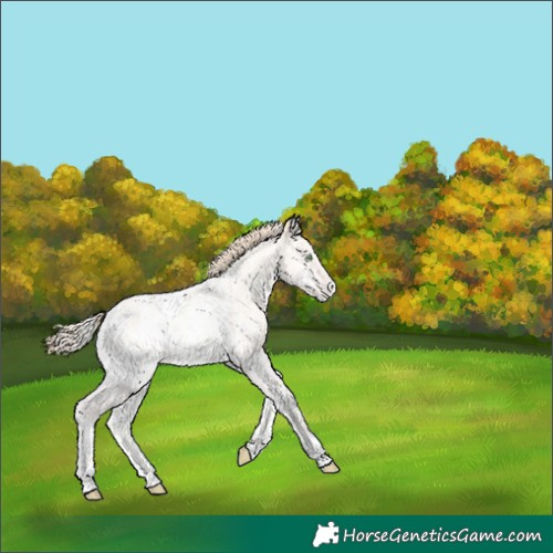 Horse Color:White Spotted Perlino Roan Onyx Appaloosa 