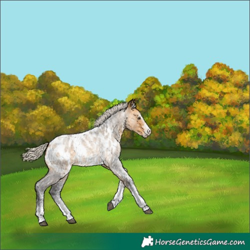 Horse Color:White Spotted Silver Buckskin Roan Appaloosa 