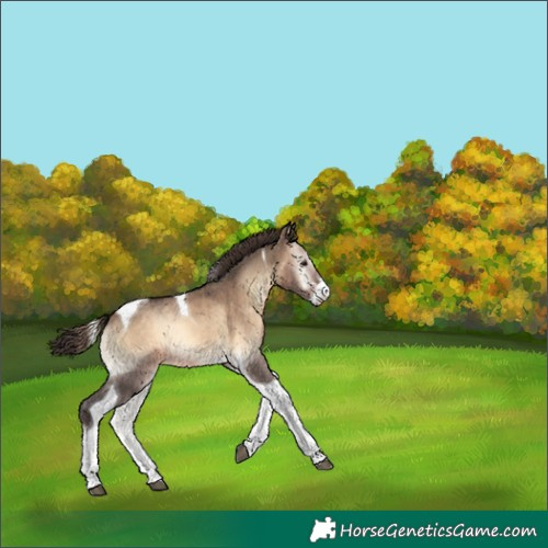 Horse Color:Brown Onyx Sabino Tobiano Varnish 