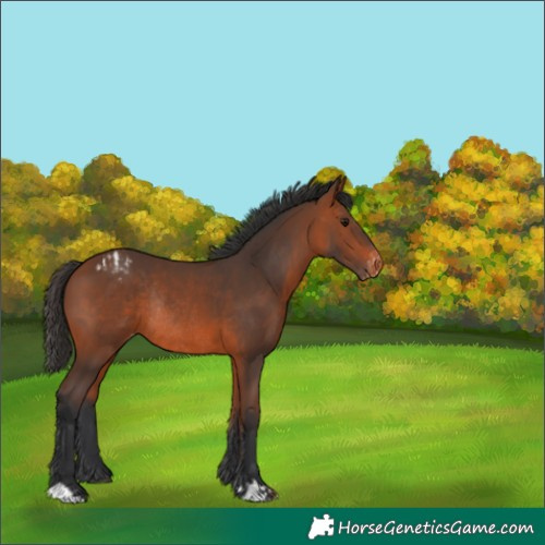 Horse Color:Bay Appaloosa Rabicano 