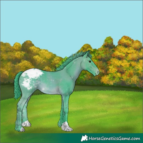 Horse Color:Watercolor Brown Appaloosa 