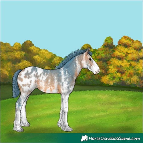 Horse Color:Watercolor White Spotted Bay Mushroom Appaloosa Rabicano 