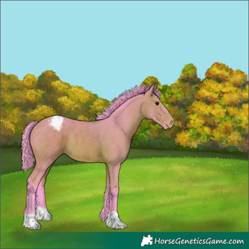 Horse Color:Watercolor Bay Appaloosa Rabicano 