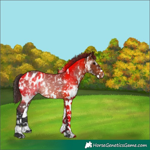 Horse Color:White Spotted Bay Appaloosa Rabicano 