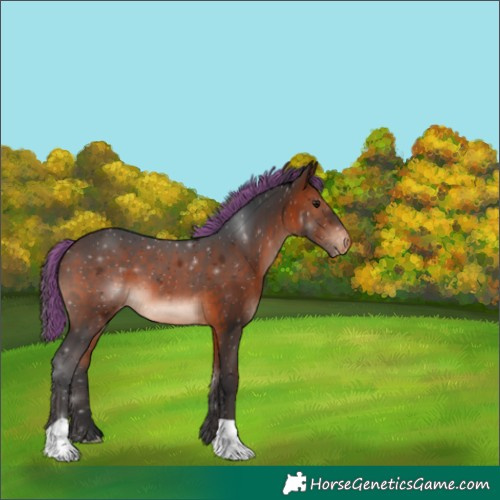 Horse Color:Painted Brown Appaloosa 