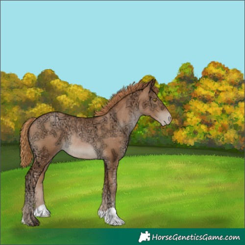 Horse Color:Chestnut Ice Pearl Appaloosa Rabicano 