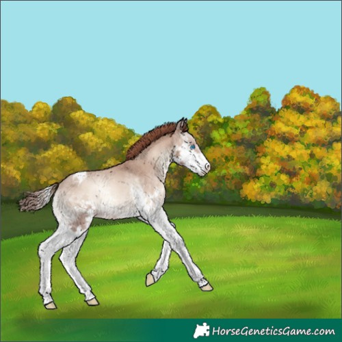 Horse Color:Classic Champagne Onyx Splash Appaloosa Rabicano 