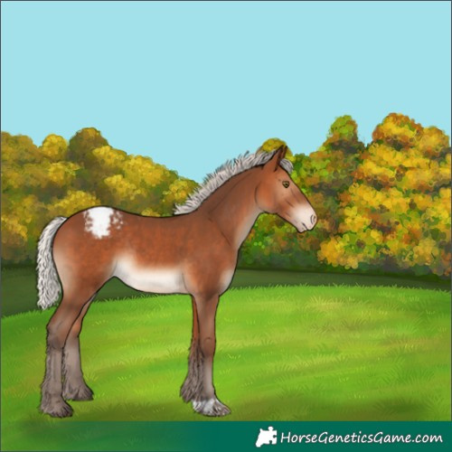 Horse Color:Silver Brown Appaloosa Rabicano 