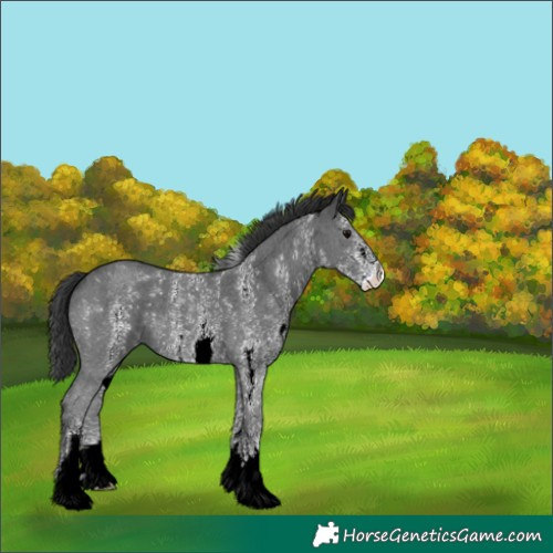 Horse Color:Black Sabino 