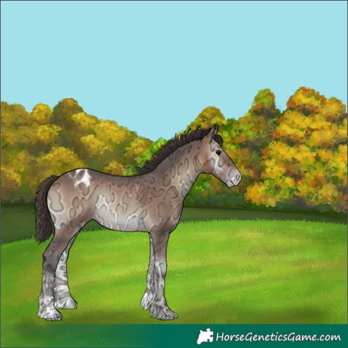 Horse Color:Bay Ice Onyx Appaloosa Rabicano 