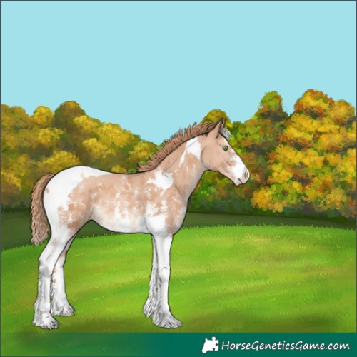 Horse Color:Gold Champagne Sabino Tobiano 
