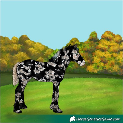 Horse Color:Plaid  White Spotted Red Dun Ice Pearl Sabino 