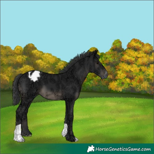Horse Color:Black Ice Appaloosa 
