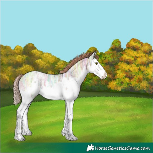 Horse Color:Gold Champagne Ice Splash Appaloosa 