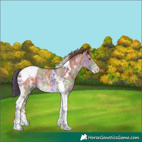 Horse Color:Nacre Classic Champagne Sabino Tobiano 