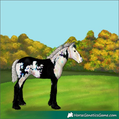 Horse Color:Silver Bay Ice Onyx Tobiano Appaloosa 