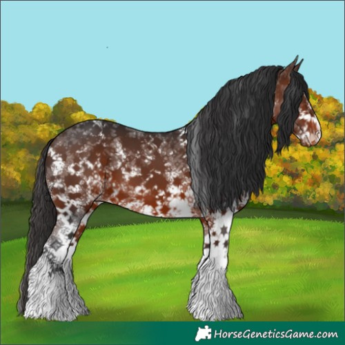 Horse Color:Brown Sabino Appaloosa 