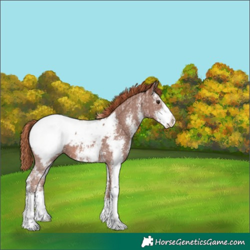 Horse Color:Painted Chestnut Sabino Appaloosa 