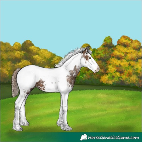 Horse Color:Liver Chestnut Ice Pearl Sabino Splash Tobiano Appaloosa 