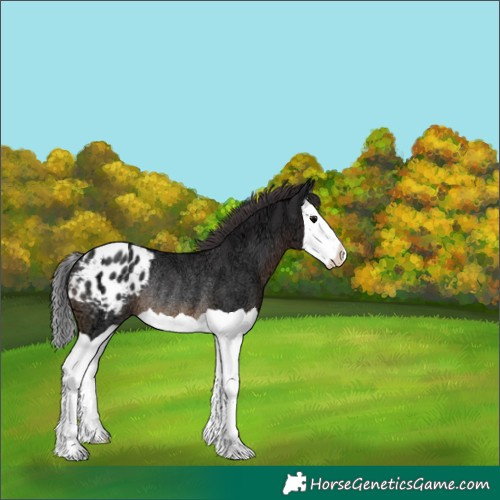 Horse Color:Black Ice Splash Appaloosa Rabicano 