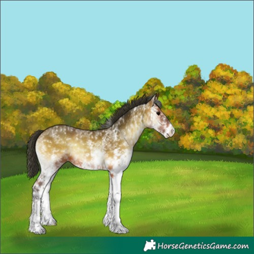 Horse Color:White Spotted Bay Onyx 