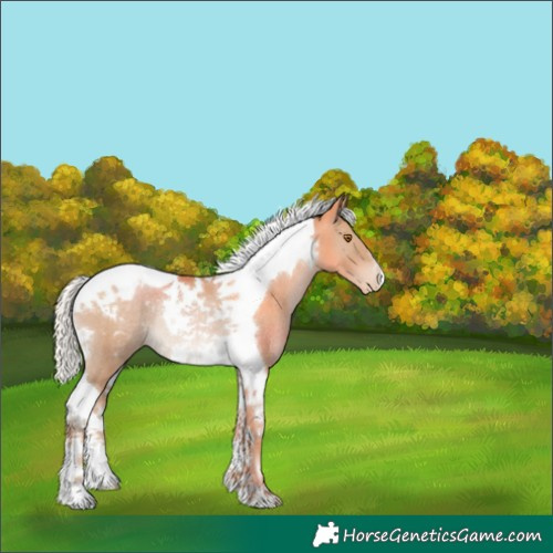 Horse Color:Silver Black Pearl Tobiano Appaloosa Rabicano 