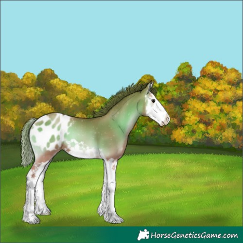 Horse Color:Bay Pearl Onyx Splash Appaloosa 
