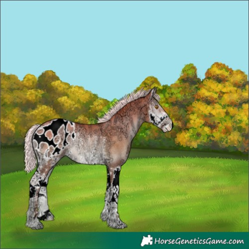 Horse Color:Silver Classic Champagne Ice Onyx Splash Appaloosa Rabicano 