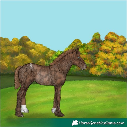 Horse Color:Black Ice Pearl Appaloosa Rabicano 