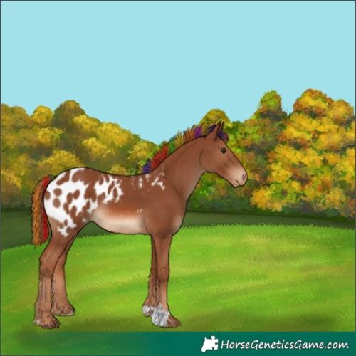 Horse Color:Painted Chestnut Appaloosa 