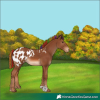 Horse Color:Painted Chestnut Appaloosa