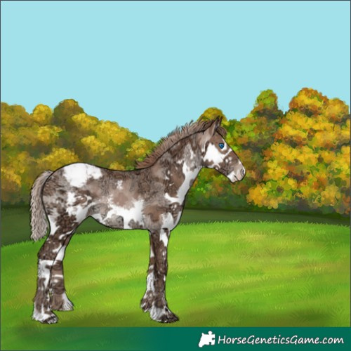 Horse Color:Brown Ice Pearl Sabino Splash Appaloosa Rabicano 
