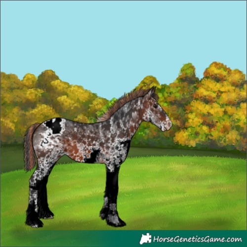 Horse Color:Painted White Spotted Brown Appaloosa 