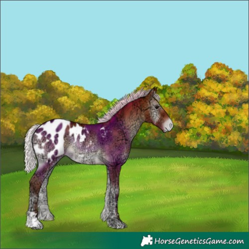 Horse Color:Silver Bay Ice Onyx Appaloosa Rabicano 