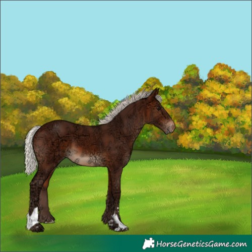 Horse Color:Silver Brown Ice Appaloosa 