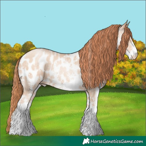 Horse Color:Classic Champagne Pearl Sabino Appaloosa 
