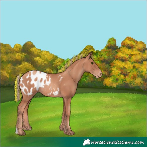 Horse Color:Painted Gold Champagne Appaloosa 